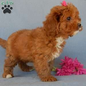 Penny, Cavapoo Puppy